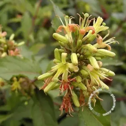 Erg populair - Diervilla sessilifolia (Diervilla sessilifolia ‘Butterfly‘)