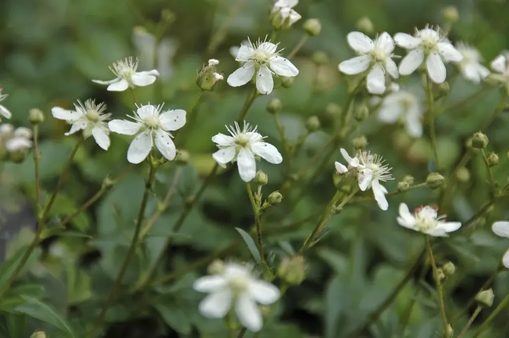Nieuw binnengekomen - Ganzerik (Potentilla tridentata ‘Nuuk‘)