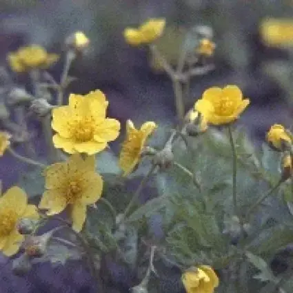 Waldsteinia (Waldsteinia ternata) BIO - Hoog gewaardeerd