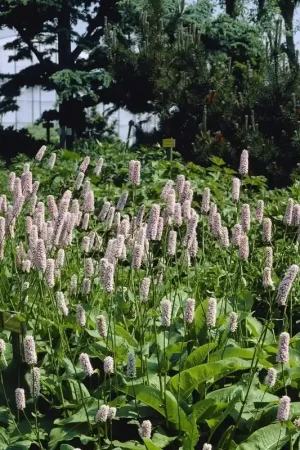 Adderwortel (Persicaria bistorta ‘Superba‘) BIO - Nog enkele stuks