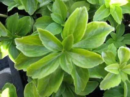 Pachysandra (Pachysandra terminalis) BIO | Veel gekozen