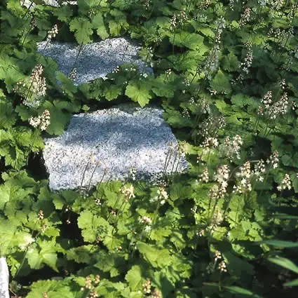 Perzische muts / Schuimbloem (Tiarella cordifolia) Bio | Nieuwe release
