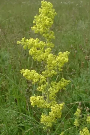 Walstro (Galium verum) BIO - Nieuw product