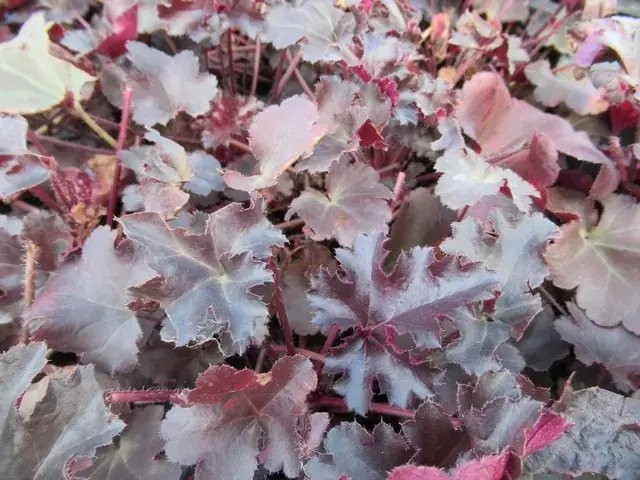 Direct leverbaar | Purperklokje (Heuchera ‘Black Pearl‘)