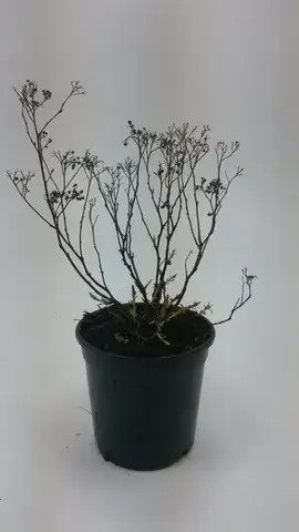 Slechts tijdelijk | Spierstruik (Spiraea japonica ‘crispa‘)