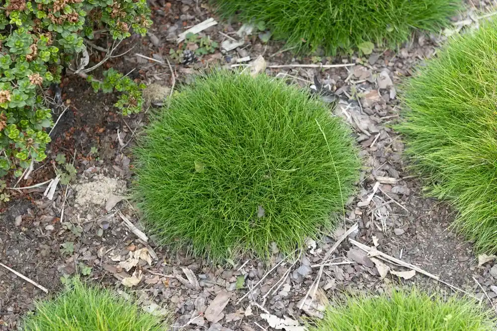 Topkwaliteit | Zwenkgras (Festuca gautieri ‘Pic Carlit‘)