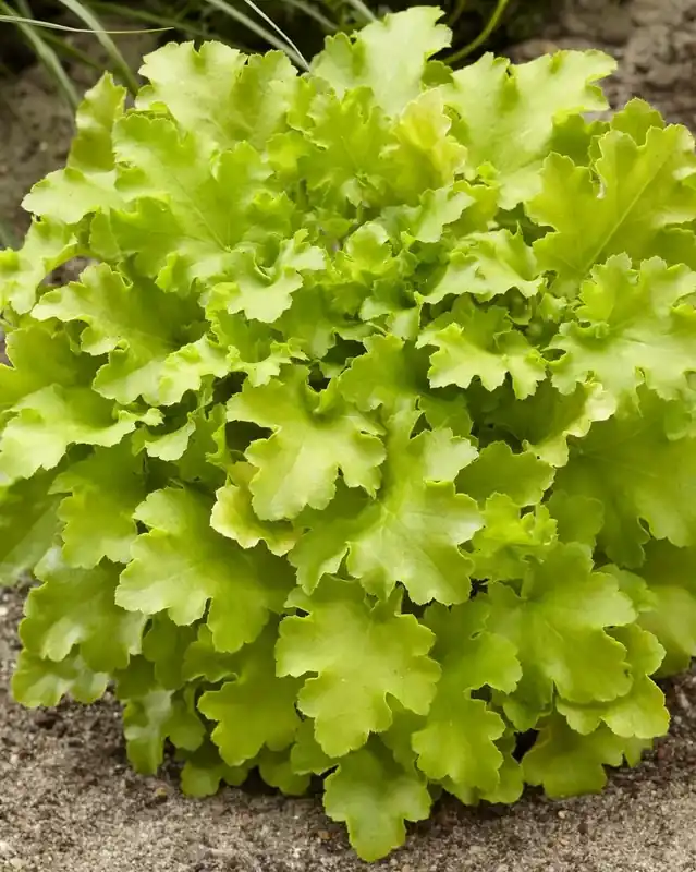 Purperklokje (Heuchera ‘Lime Marmelade‘) - Dagdeal