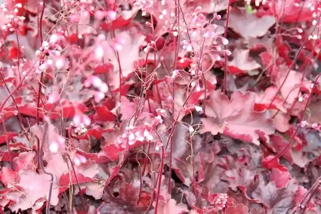 Purperklokje (Heuchera ‘Fire Chief‘) | Bestel nu