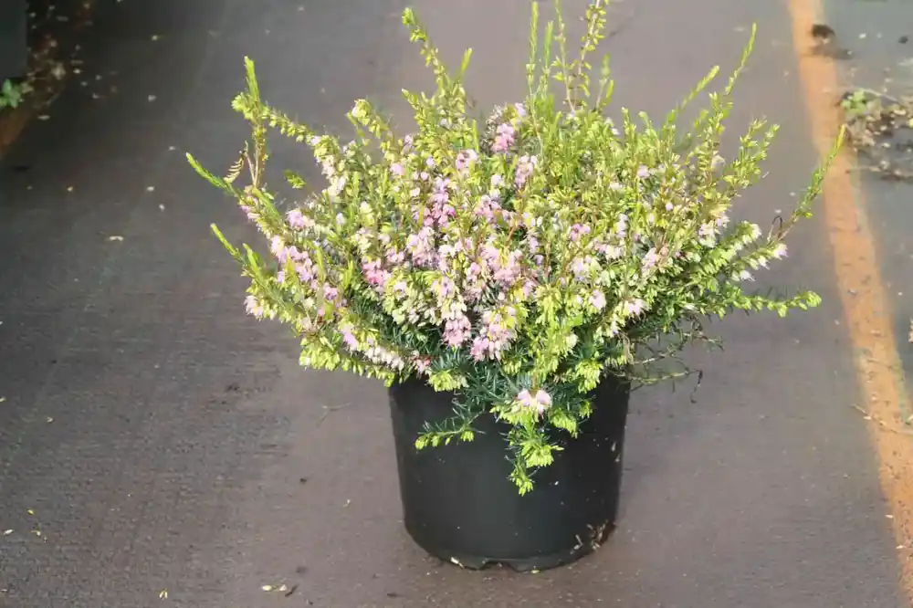 Snelle levering - Winterheide lila-roze (Erica darleyensis ‘Darley Dale‘)