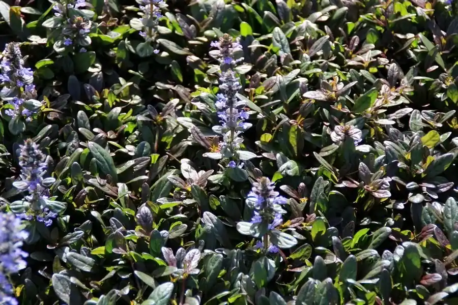 Nu beschikbaar | Zenegroen (Ajuga reptans ‘Chocolate Chip‘)