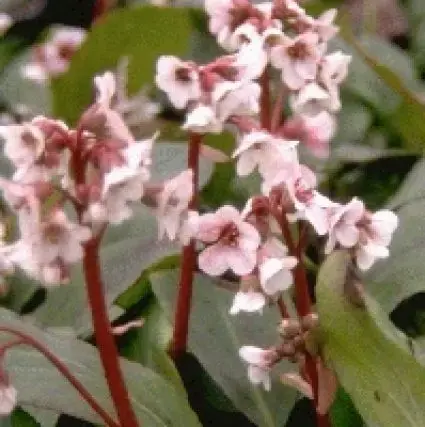 Klaar voor verzending | Schoenlappersplant (Bergenia ‘Silberlicht‘)