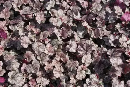 Purperklokje (Heuchera ‘Silver Scrolls‘) | Topprijs