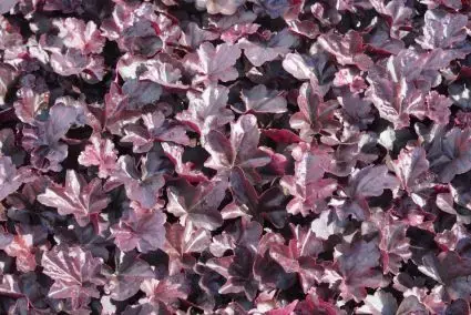 Purperklokje (Heuchera ‘Obsidian‘) - Aanrader