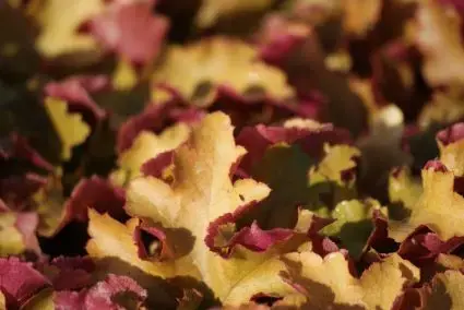 Purperklokje (Heuchera ‘Marmalade‘) | Veel gevraagd