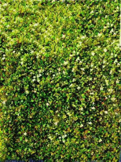Snelle verzending - Muehlenbeckia (Muehlenbeckia axillaris)