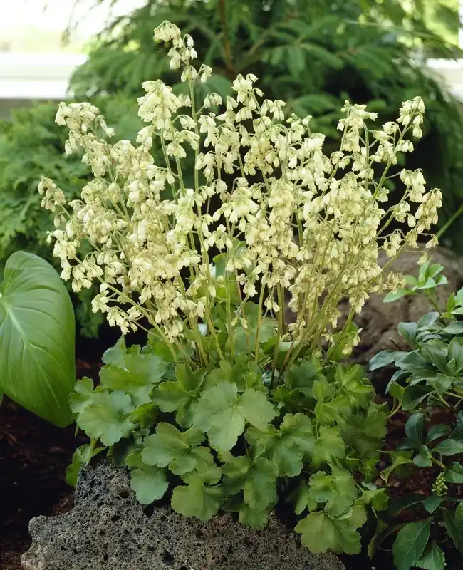 Purperklokje (Heuchera ‘Schneewittchen‘) | Veilig betalen