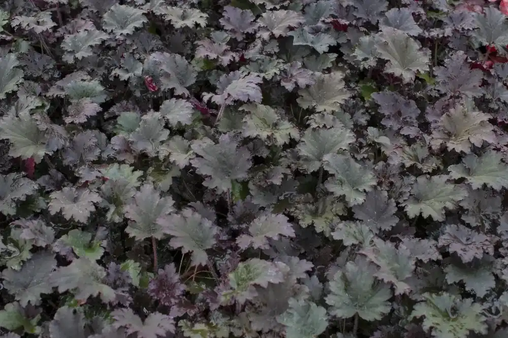 Purperklokje (Heuchera ‘Binoche‘) | Tijdelijke aanbieding