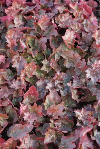 Online kopen | Purperklokje (Heuchera ‘Rachel‘)