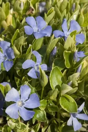 Aanbieding - Maagdenpalm (Vinca minor ‘Argenteovariegata‘)