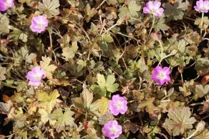 Ooievaarsbek (Geranium ‘Tanya Rendall‘) | Bestel vandaag