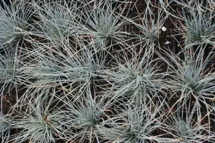 Zeer goed beoordeeld - Zwenkgras (Festuca glauca ‘Uchte‘)