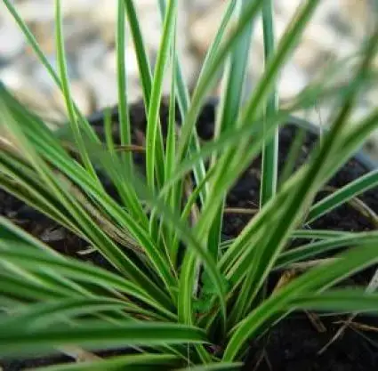 Zegge (Carex conica ‘Snowline‘) - Favoriet van klanten