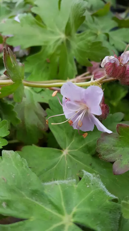 Ooievaarsbek (Geranium macrorrhizum ‘Ingwersen‘s Variety‘) - Klantfavoriet