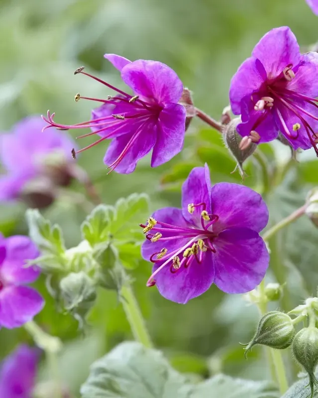 Ooievaarsbek (Geranium macrorrhizum ‘Czakor‘) | Tijdelijk aanbod