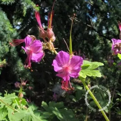 Ooievaarsbek (Geranium macrorrhizum ‘Bevan‘s Variety‘) - Bestel vandaag