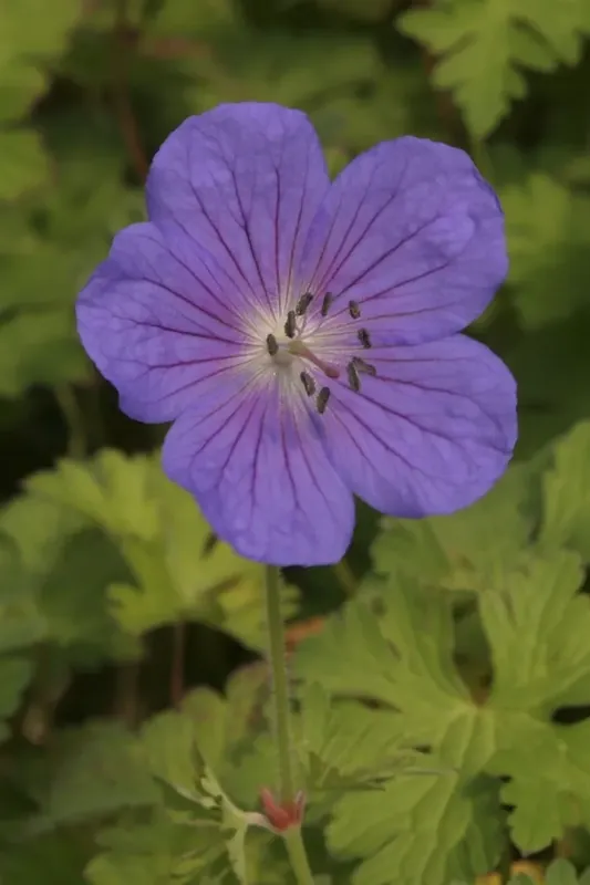 Ooievaarsbek (Geranium himalayense ‘Gravetye‘) | Nieuw in het assortiment