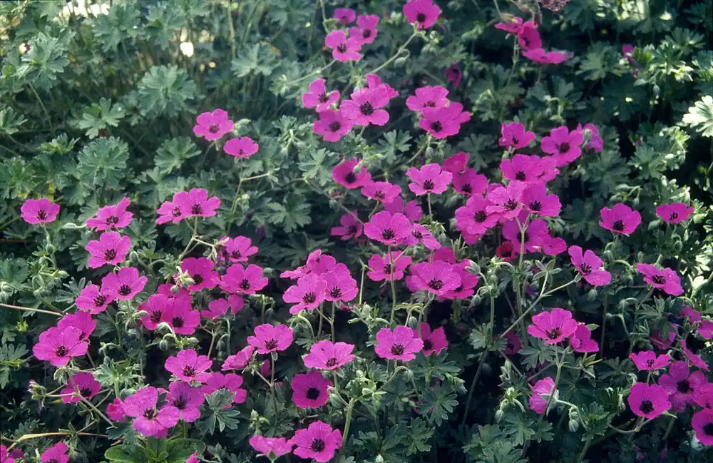 Ooievaarsbek (Geranium cinereum subcaulescens) - Scherp geprijsd