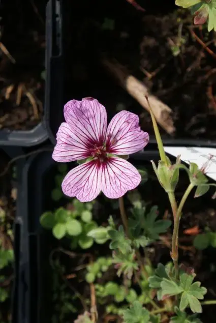 Voordeelprijs | Ooievaarsbek (Geranium cinereum ‘Ballerina‘)