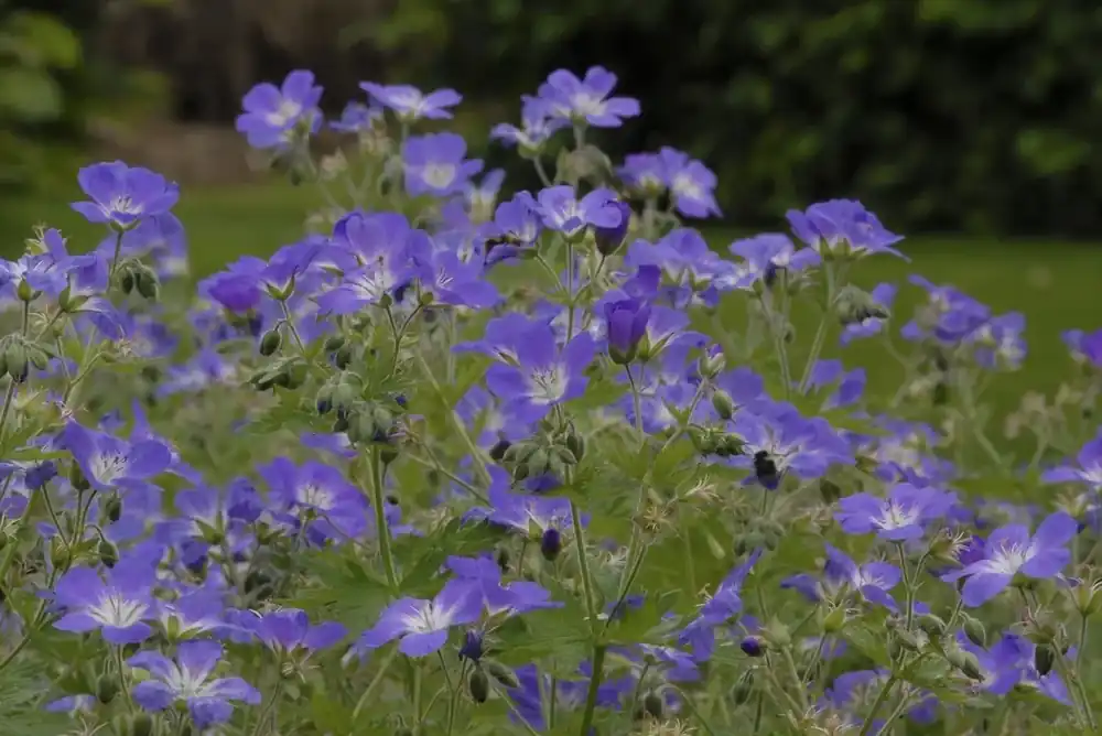 Ooievaarsbek (Geranium sylvaticum ‘Mayflower‘) - Bijna uitverkocht