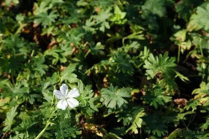 Ooievaarsbek (Geranium sanguineum ‘Album‘) - Extra voordeel