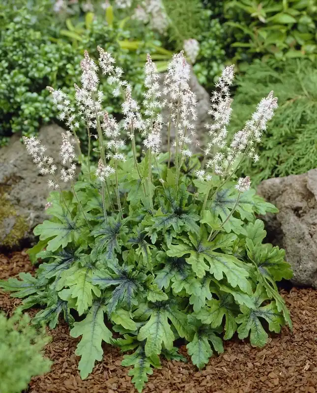 Schuimbloem (Tiarella ‘Iron Butterfly‘) | Laatste dagen