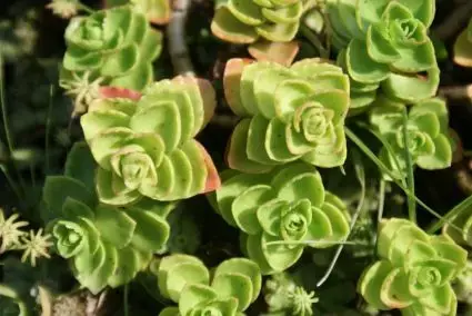 Vetkruid (Sedum spurium ‘Album Superbum‘) - Prijs verlaagd