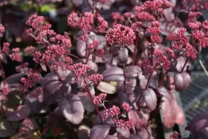 Vetkruid (Sedum ‘Purple Emperor‘) - Actie