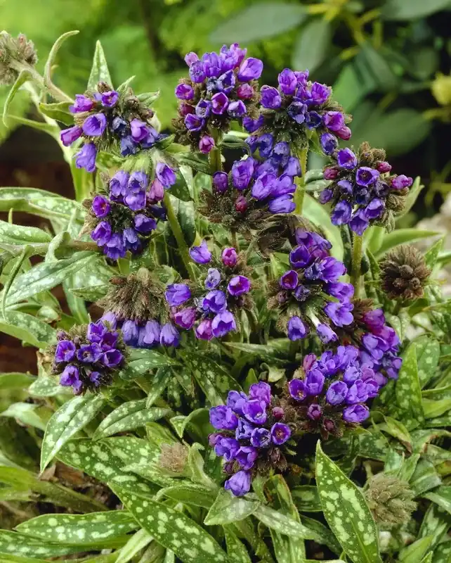 Longkruid (Pulmonaria longifolia ‘E.B. Anderson‘) | Speciale deal