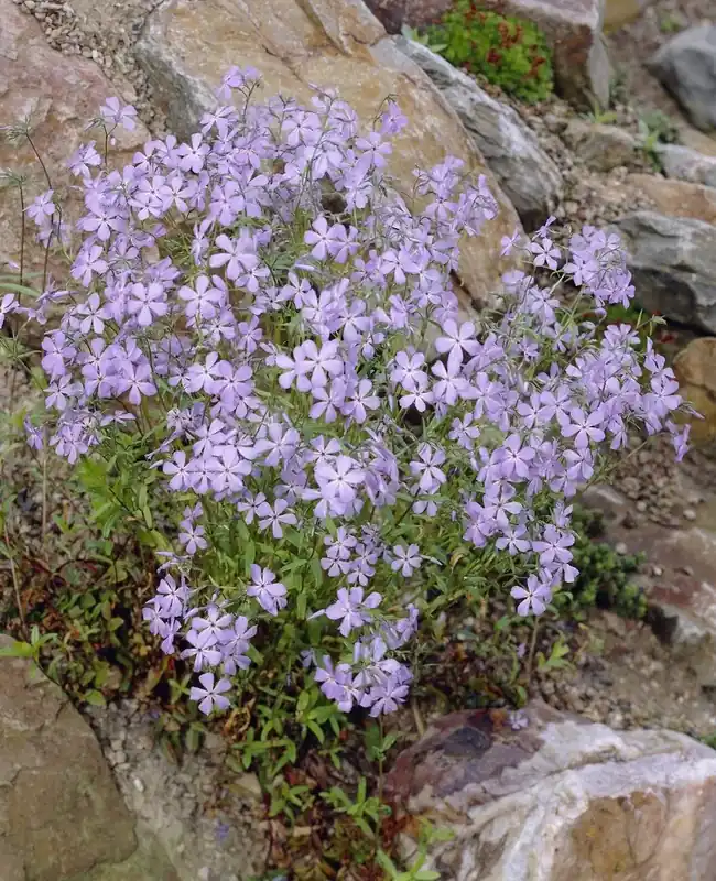 Vlambloem (Phlox stolonifera ‘Blue Ridge‘) - Prijsverlaging