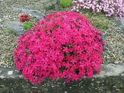 Bespaar meer | Vlambloem (Phlox douglasii ‘Red Admiral‘)