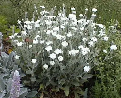 Prikneus (Lychnis coronaria ‘Alba‘) - Op voorraad