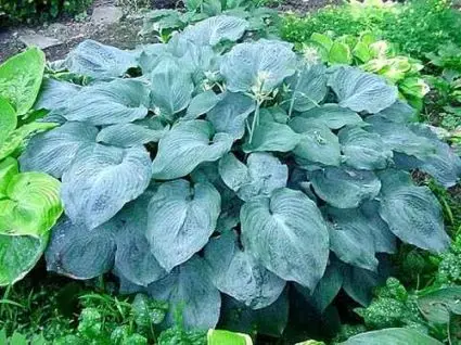 Aanrader - Funkia/Hartlelie (Hosta ‘Blue Angel‘)