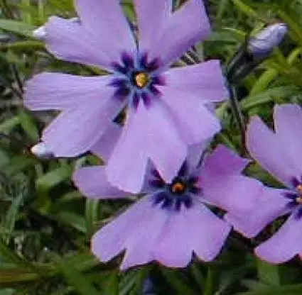 Bestelbaar | Kruipphlox (Phlox subulata ‘Purple Beauty‘)