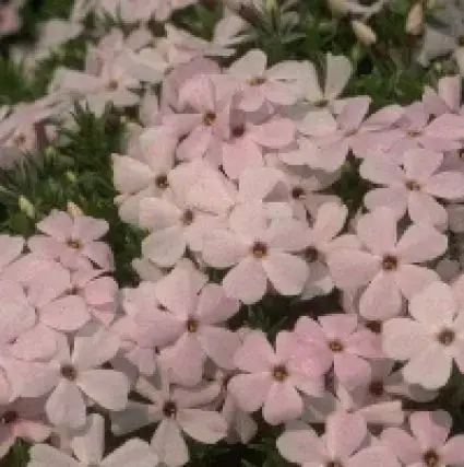Vlambloem (Phlox douglasii ‘Lilac Cloud‘) | Aanbieding loopt bijna af