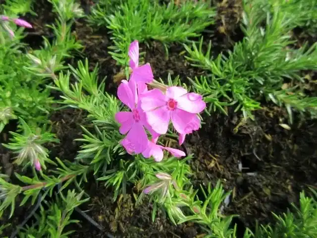 Nu beschikbaar - Kruipphlox (Phlox subulata ‘MacDaniels Cushion‘)