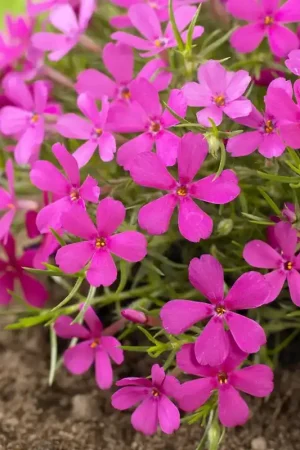 Actie loopt bijna af - Vlambloem (Phlox douglasii ‘Crackerjack‘)