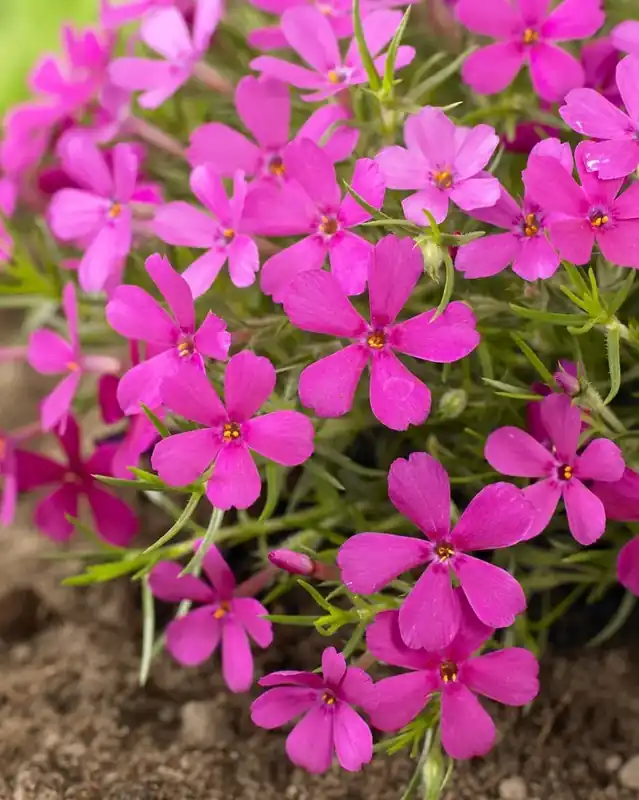 Actie loopt bijna af - Vlambloem (Phlox douglasii ‘Crackerjack‘)