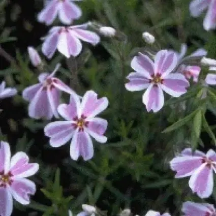 Nieuw in het assortiment | Kruipphlox (Phlox subulata ‘Candy Stripes‘ )
