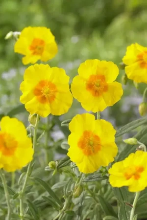 Zonneroosje (Helianthemum ‘Golden Queen‘) - Pak je kans