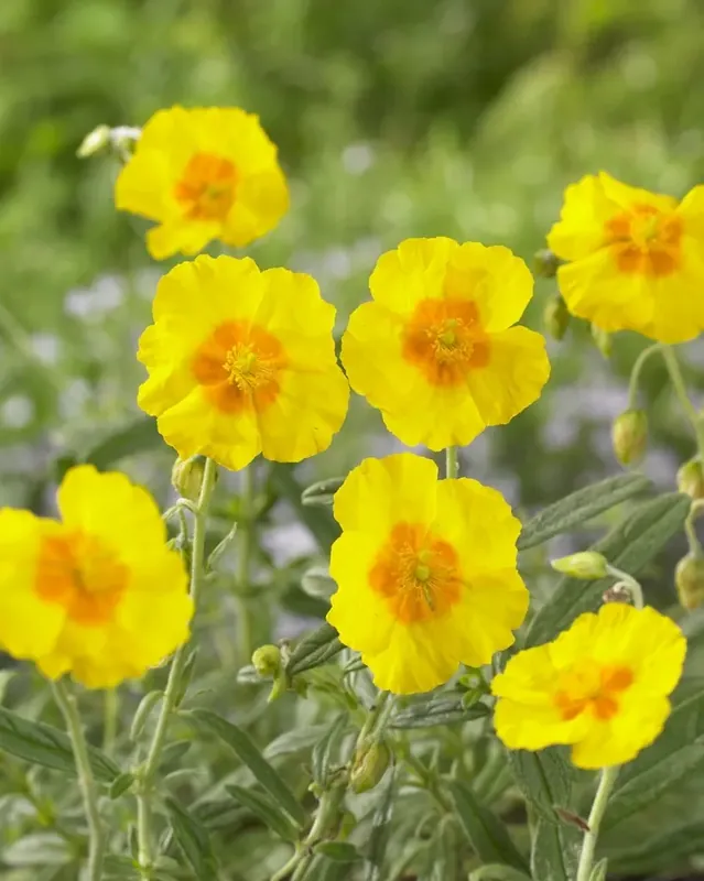 Zonneroosje (Helianthemum ‘Golden Queen‘) - Pak je kans